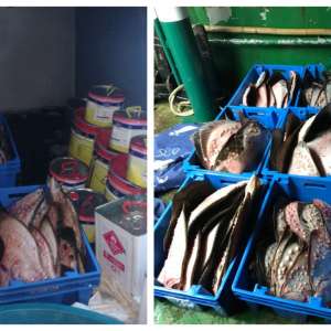  Peste 200 de kg de calcan nedeclarat, descoperit la bordul unui pescador