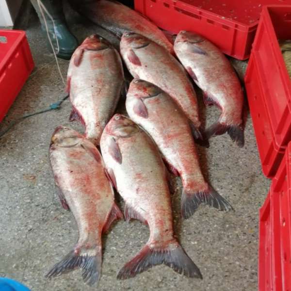Peste 200 kg peşte, confiscate de polițiștii de frontieră