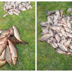 Peste 200 kg peşte, confiscate de polițiștii de frontieră