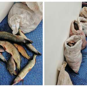 Peste 200 kg peşte, confiscate de polițiștii de frontieră