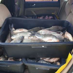 Aproximativ 200 kg peşte transportate fără documente legale,  confiscate de polițiștii de frontieră