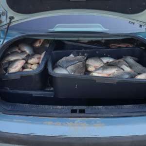 Aproximativ 200 kg peşte transportate fără documente legale,  confiscate de polițiștii de frontieră