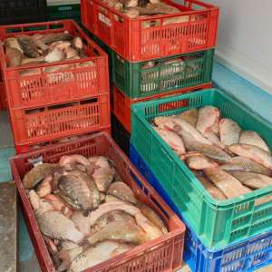 Peste 350 kg peşte și plase de pescuit,       confiscate de polițiștii de frontieră