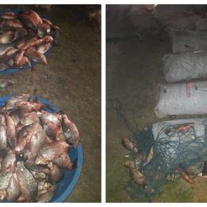 Peste 350 kg peşte și plase de pescuit,       confiscate de polițiștii de frontieră