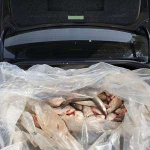 Peste 350 kg peşte și plase de pescuit,       confiscate de polițiștii de frontieră
