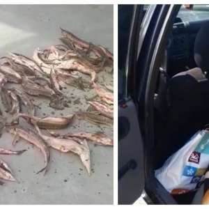 30 kg de sturion, fără documente legale, descoperite de polițiștii de frontieră