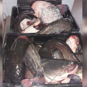 Două persoane surprinse la pescuit în perioada de prohibiție, cercetate pentru că au pus în pericol viaţa unui poliţist de frontieră