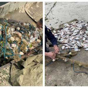 Aproximativ 100 kg peşte,     confiscate de polițiștii de frontieră