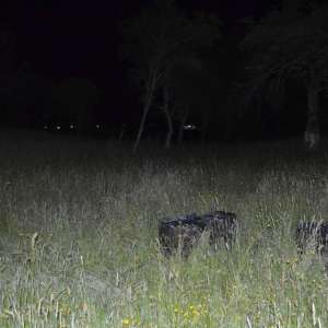 Un cetățean român reținut și 23.000 pachete cu țigări de contrabandă  confiscate de poliţiştii de frontieră