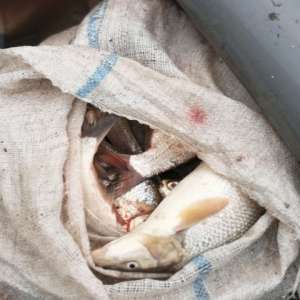 Infracțiuni de braconaj piscicol constatate de polițiștii de frontieră brăileni și gălățeni