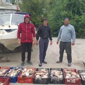 Aproximativ 140 kg peşte, confiscate de polițiștii de frontieră