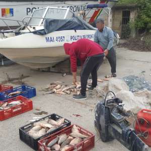 Aproximativ 140 kg peşte, confiscate de polițiștii de frontieră