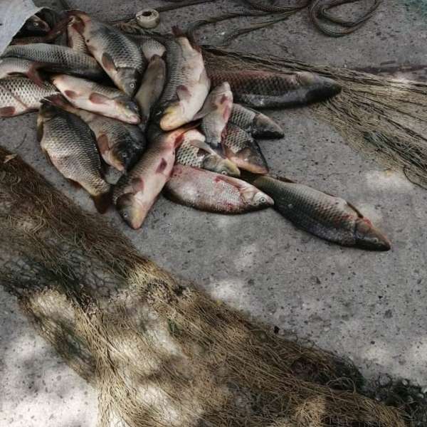 Infracțiuni de braconaj piscicol, constatate de polițiștii de frontieră