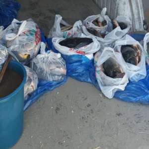 Zeci de kg de peşte și icre, confiscate de polițiștii de frontieră tulceni