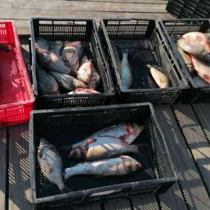 Zeci de kg de peşte și icre, confiscate de polițiștii de frontieră tulceni