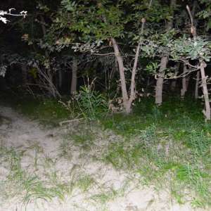 Cetăţeni din Bangladesh opriţi la frontieră din drumul spre Italia