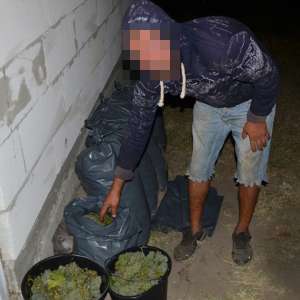 Hoţi de struguri prinşi la Ghermănești