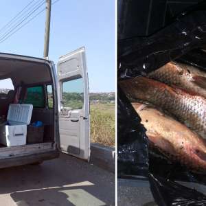 Peste 100 kilograme de  peşte transportate ilegal,   descoperite de poliţiştii de frontieră tulceni