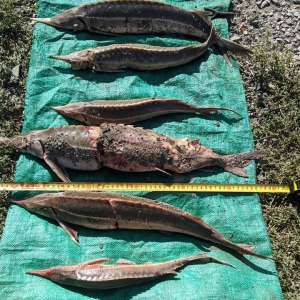 Sturion fără documente legale descoperit de polițiștii de frontieră tulceni