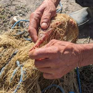 Sturion fără documente legale descoperit de polițiștii de frontieră tulceni