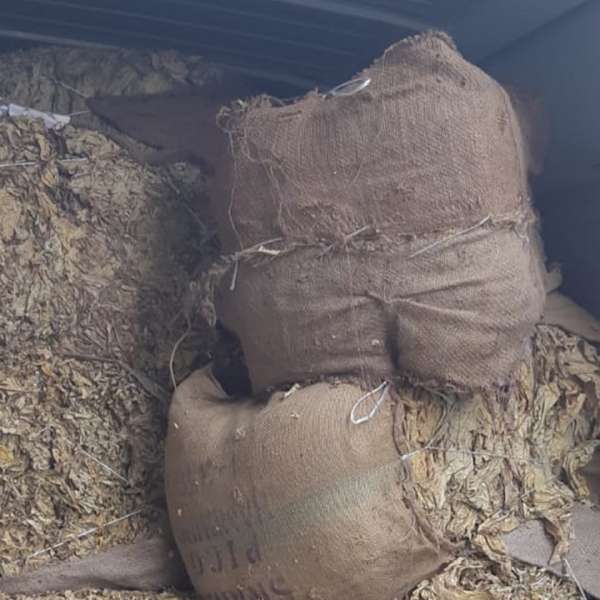 Tutun vrac în valoare de peste 17.000 lei, descoperit de poliţiştii de frontieră din cadrul S.T.F. Negru Vodă