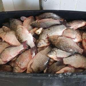 Peste 155 kilograme de  peşte transportate ilegal,   descoperite de poliţiştii de frontieră tulceni