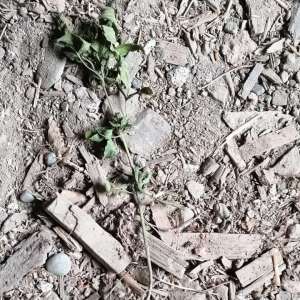 Țigări în valoare de aproximativ 137.000, lei confiscate la frontiera de nord