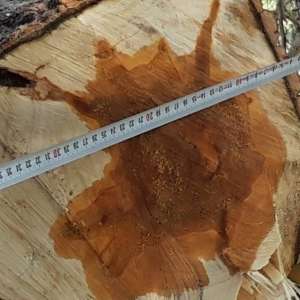 Depistat în timp ce tăia un arbore dintr-o zonă protejată