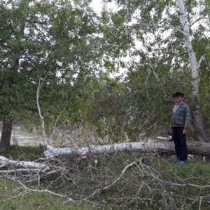 Depistat în timp ce tăia un arbore dintr-o zonă protejată