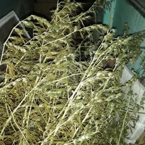 Percheziţii pentru destructurarea unei grupări de trafic de droguri