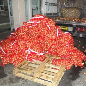 Aproximativ 1,7 tone de tutun vrac, depistate ascunse printre saci cu ceapă la PTF Giurgiu