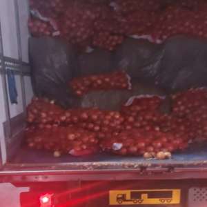 Aproximativ 1,7 tone de tutun vrac, depistate ascunse printre saci cu ceapă la PTF Giurgiu