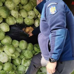 Aproximativ 9 tone de tutun vrac, descoperite ascunse printre varză şi peleţi în P.T.F. Giurgiu