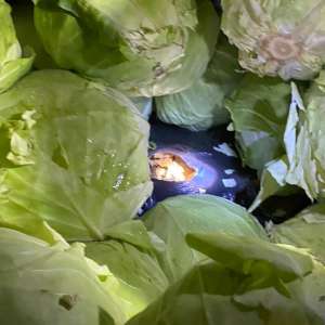 Aproximativ 9 tone de tutun vrac, descoperite ascunse printre varză şi peleţi în P.T.F. Giurgiu