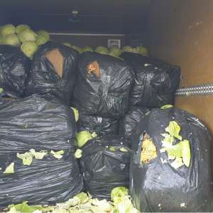 Aproximativ 9 tone de tutun vrac, descoperite ascunse printre varză şi peleţi în P.T.F. Giurgiu