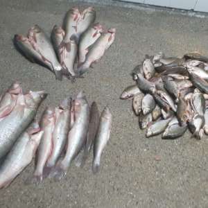 Peste 220 kg de peşte transportate fără documente legale, confiscate de polițiștii de frontieră tulceni