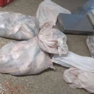 Peste 220 kg de peşte transportate fără documente legale, confiscate de polițiștii de frontieră tulceni