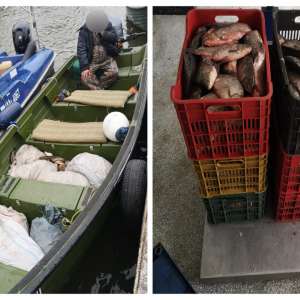 Aproximativ 180 de kilograme de peşte transportate fără documente legale, confiscate de polițiștii de frontieră