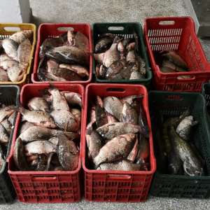 Aproximativ 180 de kilograme de peşte transportate fără documente legale, confiscate de polițiștii de frontieră