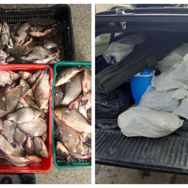 Peste 70 kg de peşte transportate fără documente legale, confiscate de polițiștii de frontieră tulceni