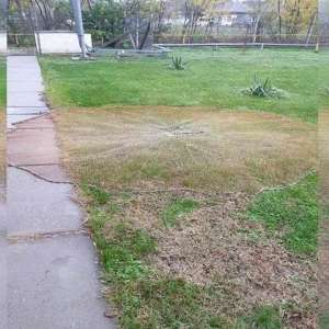 Peşte redat mediului natural