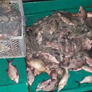 Aproximativ 200 kg de peşte, confiscate de polițiștii de frontieră tulceni