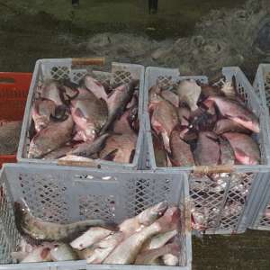 Aproximativ 200 kg de peşte, confiscate de polițiștii de frontieră tulceni