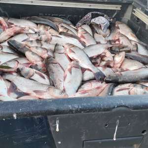 285 kg de peşte confiscat de poliţiştii de frontieră din cadrul Sectorului Poliţiei de Frontieră Chirnogi