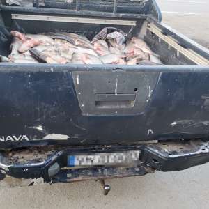 285 kg de peşte confiscat de poliţiştii de frontieră din cadrul Sectorului Poliţiei de Frontieră Chirnogi