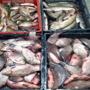 Peşte, icre negre și plase de pescuit, confiscate de polițiștii de frontieră din cadrul Gărzii de Coastă