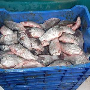 72 kg de peşte confiscate de poliţiştii de frontieră din cadrul Sectorului Poliţiei de Frontieră Olteniţa