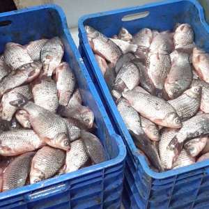 72 kg de peşte confiscate de poliţiştii de frontieră din cadrul Sectorului Poliţiei de Frontieră Olteniţa