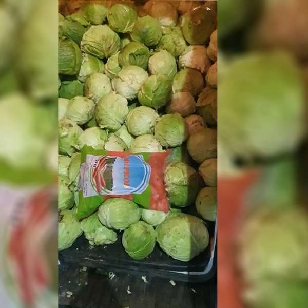 300 kg de substanță neautorizată pentru protecţia planelor,  descoperită ascunsă printre varză
