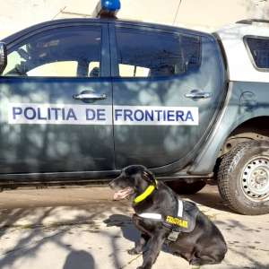 UP DATE: Țigări de contrabandă, descoperite la bordul unei nave în Portul Constanța Sud Agigea cu sprijinul câinelui poliţist Pobaza